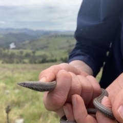 Lialis burtonis (Burton's Snake-lizard) at Coree, ACT - 4 Oct 2022 by Eland