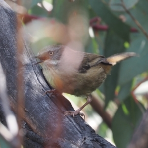 Sericornis frontalis at Rendezvous Creek, ACT - 3 Oct 2022