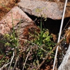 Unidentified Rush / Sedge / Mat Rush (TBC) at Rendezvous Creek, ACT - 3 Oct 2022 by RAllen
