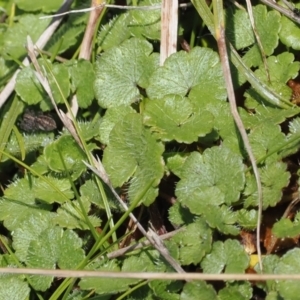 Hydrocotyle algida at Rendezvous Creek, ACT - suppressed