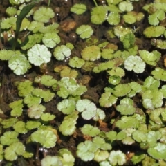 Hydrocotyle algida at Rendezvous Creek, ACT - 3 Oct 2022