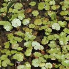 Hydrocotyle algida at Rendezvous Creek, ACT - suppressed