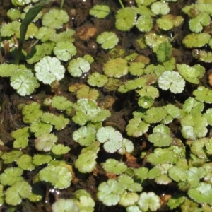 Hydrocotyle algida at Rendezvous Creek, ACT - suppressed