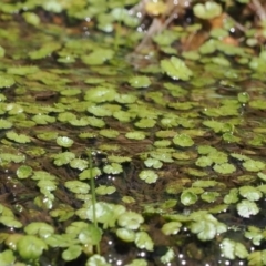 Hydrocotyle algida at Rendezvous Creek, ACT - suppressed