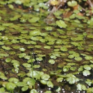 Hydrocotyle algida at Rendezvous Creek, ACT - suppressed