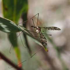Ischnotoma (Ischnotoma) eburnea (A Crane Fly) at Rendezvous Creek, ACT - 3 Oct 2022 by RAllen