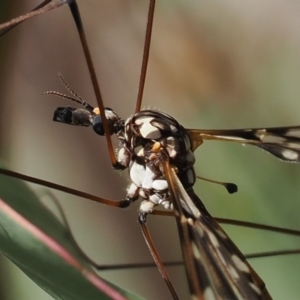 Ischnotoma (Ischnotoma) eburnea at Rendezvous Creek, ACT - suppressed