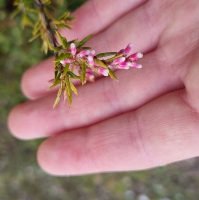 Lissanthe strigosa subsp. subulata (Peach Heath) at Bungendore, NSW - 5 Oct 2022 by clarehoneydove