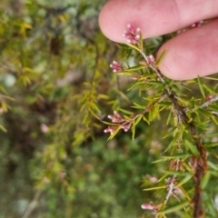 Lissanthe strigosa subsp. subulata at Bungendore, NSW - 5 Oct 2022