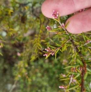 Lissanthe strigosa subsp. subulata at Bungendore, NSW - 5 Oct 2022