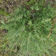 Persoonia rigida (Hairy Geebung) at Bungendore, NSW - 5 Oct 2022 by clarehoneydove