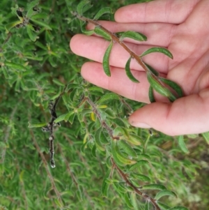 Persoonia rigida at Bungendore, NSW - 5 Oct 2022 12:45 PM