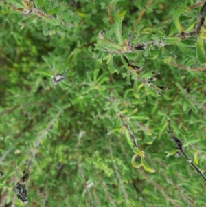 Persoonia rigida at Bungendore, NSW - 5 Oct 2022 12:45 PM