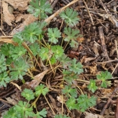 Geranium (genus) (Geranium) at Bungendore, NSW - 5 Oct 2022 by clarehoneydove