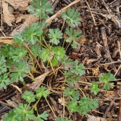 Geranium sp. (Geranium) at Bungendore, NSW - 5 Oct 2022 by clarehoneydove