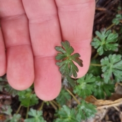 Geranium sp. at Bungendore, NSW - 5 Oct 2022