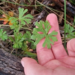 Geranium sp. at Bungendore, NSW - 5 Oct 2022 12:28 PM