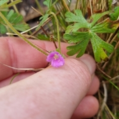 Geranium sp. at Bungendore, NSW - 5 Oct 2022 12:28 PM