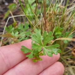 Geranium sp. at Bungendore, NSW - 5 Oct 2022 12:28 PM