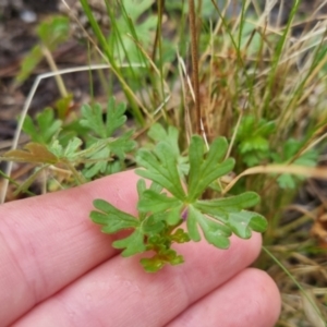 Geranium sp. at Bungendore, NSW - 5 Oct 2022