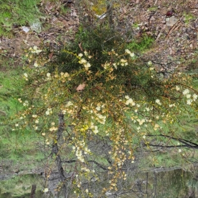 Acacia genistifolia (Early Wattle) at QPRC LGA - 5 Oct 2022 by clarehoneydove