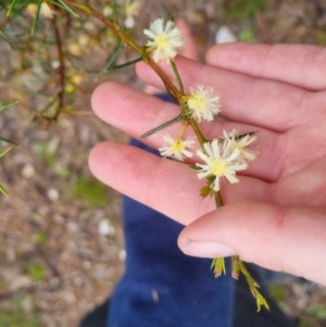 Acacia genistifolia at Bungendore, NSW - 5 Oct 2022
