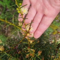 Acacia genistifolia at Bungendore, NSW - 5 Oct 2022