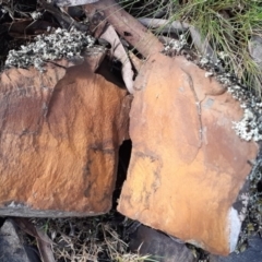 Unidentified Fossil / Geological Feature (TBC) at Bolaro, NSW - 1 Oct 2022 by DavidMcKay