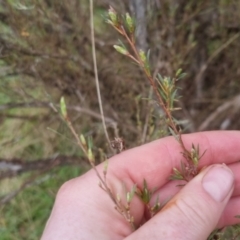 Kunzea ericoides (Burgan) at QPRC LGA - 5 Oct 2022 by clarehoneydove