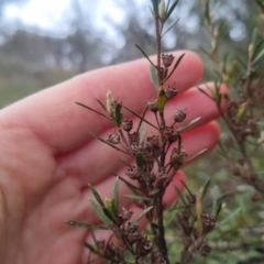 Kunzea ericoides at Bungendore, NSW - 5 Oct 2022