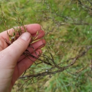 Kunzea ericoides at Bungendore, NSW - 5 Oct 2022 12:25 PM