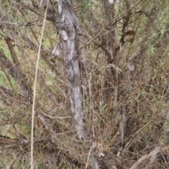 Kunzea ericoides at Bungendore, NSW - 5 Oct 2022