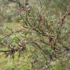 Kunzea ericoides at Bungendore, NSW - 5 Oct 2022