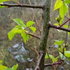 Pyrus sp. (An Ornamental Pear) at Bungendore, NSW - 5 Oct 2022 by clarehoneydove