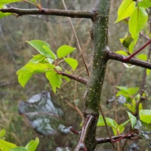 Pyrus sp. at Bungendore, NSW - 5 Oct 2022 01:04 PM