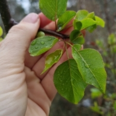 Pyrus sp. at Bungendore, NSW - 5 Oct 2022 01:04 PM