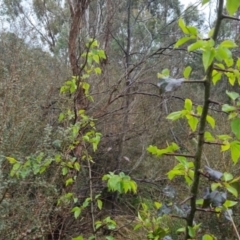 Pyrus sp. at Bungendore, NSW - 5 Oct 2022 01:04 PM