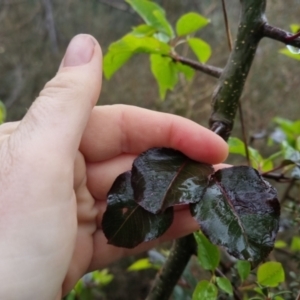 Pyrus sp. at Bungendore, NSW - 5 Oct 2022 01:04 PM