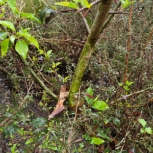 Pyrus sp. at Bungendore, NSW - 5 Oct 2022 01:04 PM