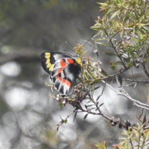 Delias harpalyce at Acton, ACT - 6 Oct 2022 04:42 PM