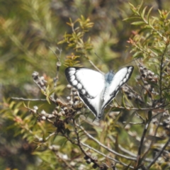 Delias harpalyce at Acton, ACT - 6 Oct 2022 04:42 PM