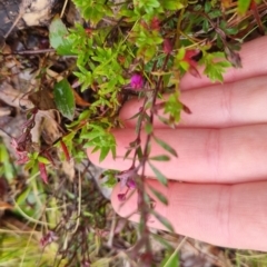 Tetratheca bauerifolia at Bungendore, NSW - 5 Oct 2022