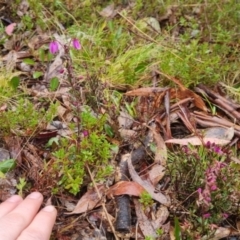 Tetratheca bauerifolia at Bungendore, NSW - 5 Oct 2022