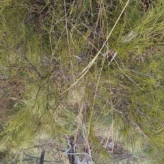 Exocarpos strictus (Dwarf Cherry) at Bungendore, NSW - 5 Oct 2022 by clarehoneydove