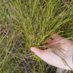 Exocarpos strictus at Bungendore, NSW - 5 Oct 2022 10:44 AM