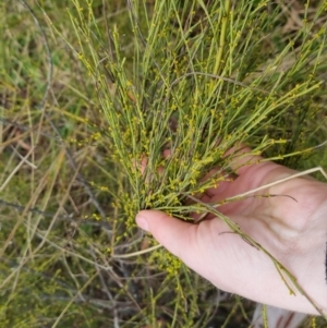 Exocarpos strictus at Bungendore, NSW - 5 Oct 2022 10:44 AM