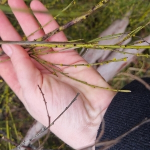 Exocarpos strictus at Bungendore, NSW - 5 Oct 2022 10:44 AM