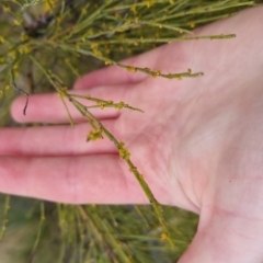 Exocarpos strictus at Bungendore, NSW - 5 Oct 2022 10:44 AM