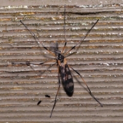 Gynoplistia (Gynoplistia) bella (A crane fly) at ANBG - 6 Oct 2022 by TimL