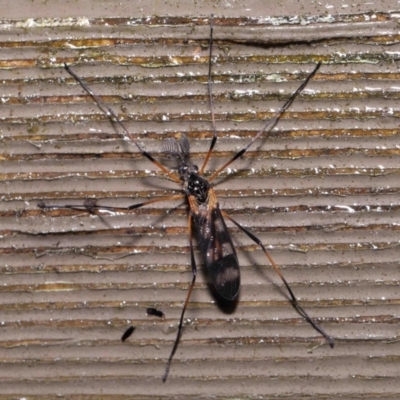 Gynoplistia (Gynoplistia) bella (A crane fly) at ANBG - 6 Oct 2022 by TimL